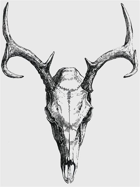 Anatoref Deer Skull Tattoos Animal Skull Drawing Skull Art