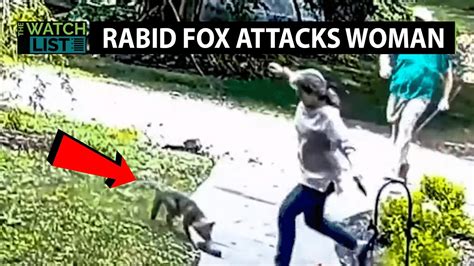 Watch Rabid Fox Attack Woman In Her Yard Video Youtube