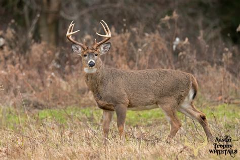 Whitetail Deer Hunting Hunt Like A Pro Austin Trophy Whitetails