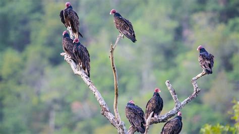 Signs Of Spring Turkey Vultures Blog Pottawattamie Conservation