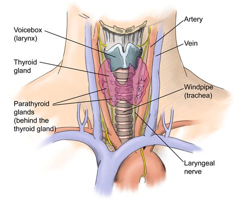 Thyroid Surgery Adelaide Surgical Options For The Treatment Of Thyroid