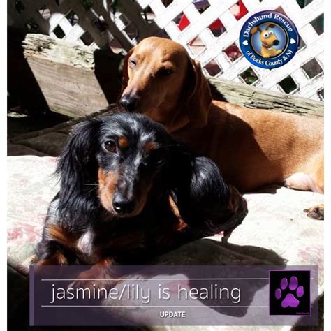 Doxie Rescue Of Bucks Cty And Nj On Instagram “purple Paw Update 💜💜💜 All