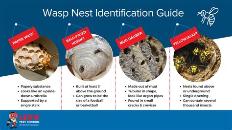 Paper Wasp Nest Vs Hornet Nest