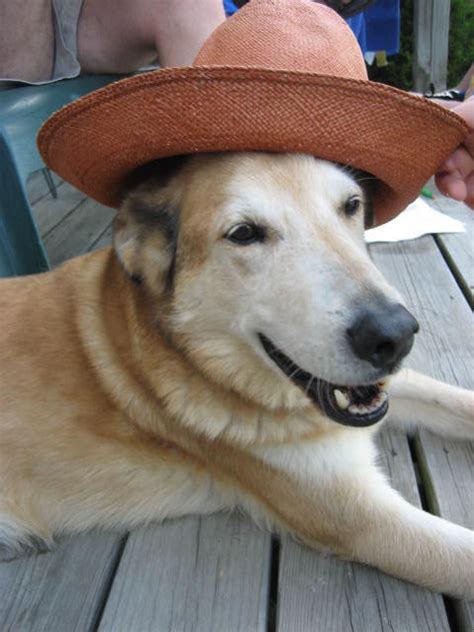 Adorable Dogs Wearing Hats A Gallery On Flickr