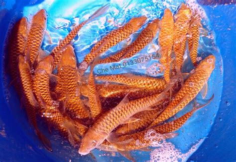 Ikan invasif adalah ikan yang berasal dari luar yang dapat mengancam kelestarian ikan ikan lokal. Ikan Kelah Bara Lipan: Ikan Kelah Untuk Hiasan Aquarium ...