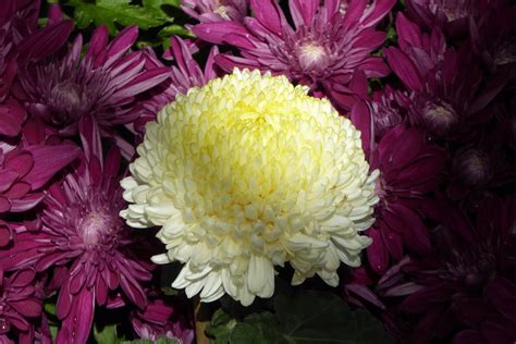 Chrysanthemums Sometimes Called Mums Or Chrysanths Are Flowering