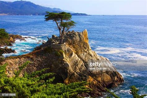 Lone Cypress Tree Photos And Premium High Res Pictures Getty Images