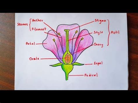 Sketch some early designs for your flower. How to draw and label a flower 🌷step by step tutorial ...