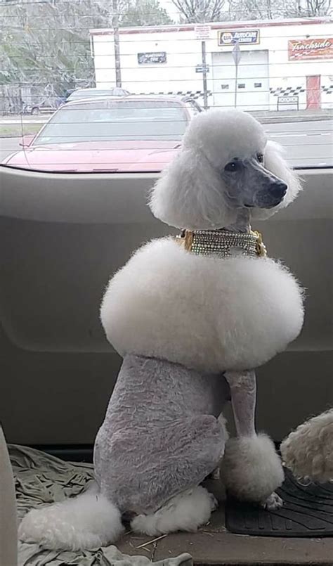 14 Funny Haircuts For Poodles That Will Make Your Day Happy Petpress