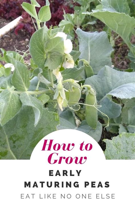 How To Grow Early Peas Eat Like No One Else