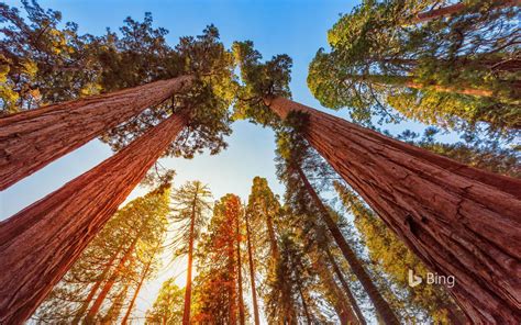 Wallpaper Sequoia And Kings Canyon National Parks California Things