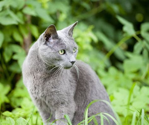 Russian Blue Cat Sitting On Isolated White Background Stock Image