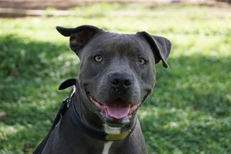15 Interesting Facts About The Blue Nose Pitbull