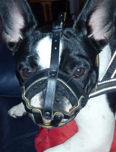 French bulldog information, how long do they live, height and weight, do they shed, personality traits, how competitive registration qualification/information. Dog Muzzle for French Bulldog | French Bulldog Muzzle Soft ...