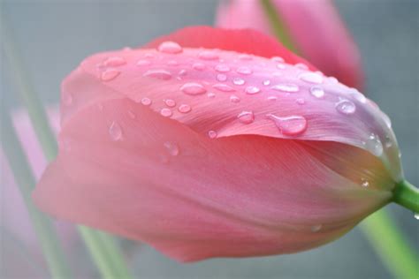 spring, Flowers, Rain, Tulips, Fresh, Daisy Wallpapers HD / Desktop and ...