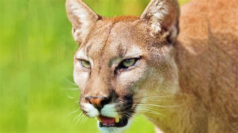 Eastern Cougar Declared Extinct Rocky Mountain Elk Foundation