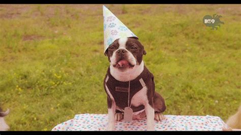 Dog Funny Happy Birthday  Frisco Birthday Cake Dog And Cat Hat Medium