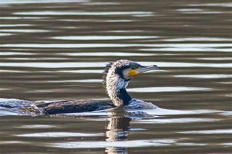 Cormorant On The River Mersey Keith Gallie Flickr