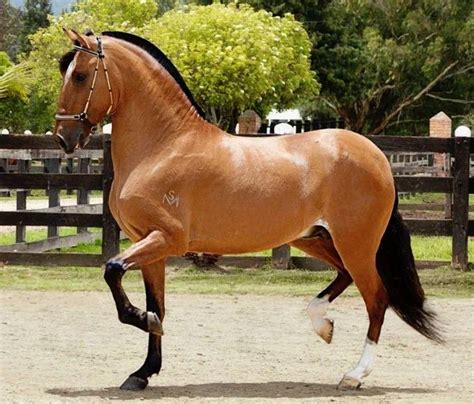 Top 10 Most Beautiful Horse Breeds In The Usa Exploring Usa