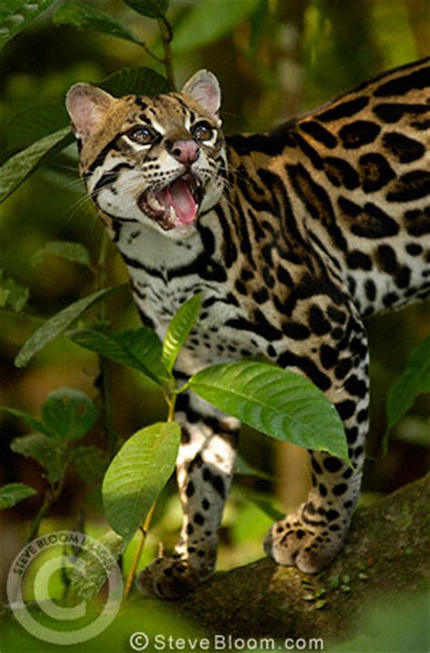 Frontline plus flea and tick treatment for cats. Ocelot, Amazon Rain Forest, Ecuador