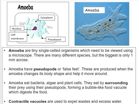 Ks3 Unicellular Organisms Fact Sheet Task Teaching Resources