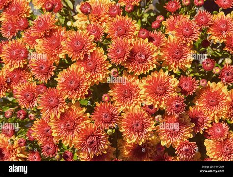 Autumn Mums Or Chrysanthemums For Flower Background Stock Photo Alamy
