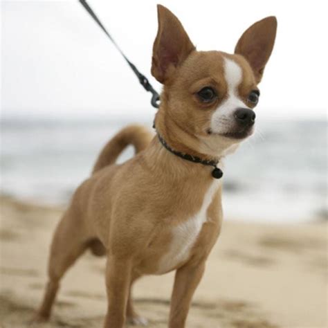 FundaciÓn Perros CariÑosos Chihuahua