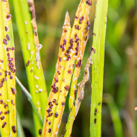 Rice Brown Spot Management In Paddy Symptoms Treatment Chemical