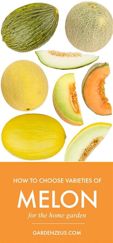 melon varieties a quick guide gardening for beginners growing food growing fruit