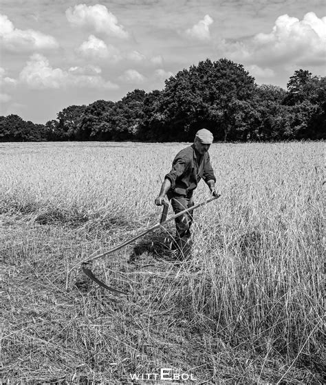 Drenthe Arjen With Scythe Cutting Rye Plant Cutting The Flickr