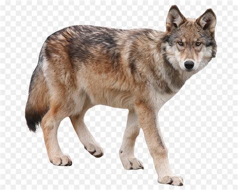 It can be downloaded in best resolution and used for design and web design. Free Wolf Png Transparent, Download Free Clip Art, Free ...