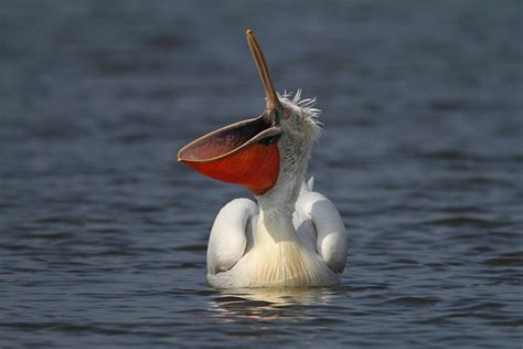 Turning The Tide For The Dalmatian Pelican Rewilding Europe