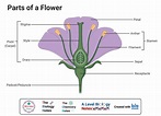 Monocot vs Dicot Flower- Definition, Structure, 6 Differences, Examples