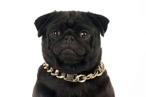 Dog Black Pug Wearing A Gold Chain 11069865 Framed Photos