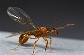 When and what is Flying Ant Day? Swarms of flying ants are about to ...