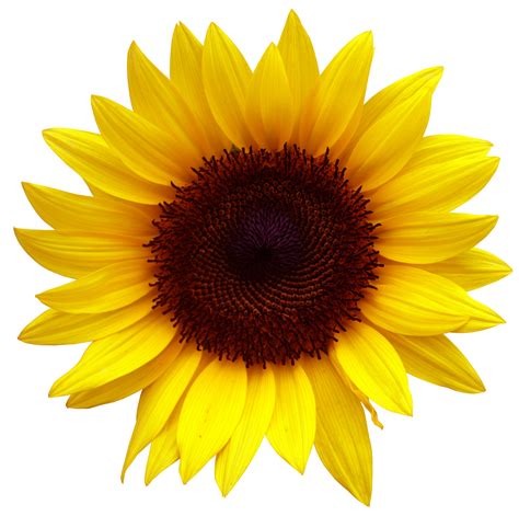 Sunflower Clipart Real Pictures On Cliparts Pub