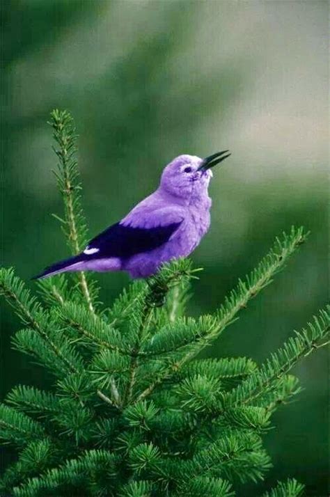 Sweet Birds ~ Dreamy Nature