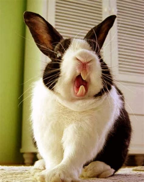 100 Funny Bunny Pictures