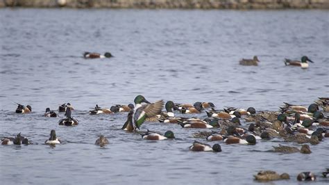 Blue Wing Teal And Ruddy Duck Migration Enjoying A Swim On Flickr