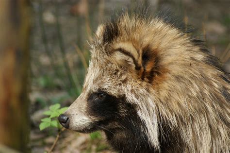 Raccoon Dog Laytonfulton