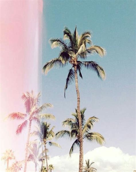 Pin By Jive On A Bit Of Everything Summer Vibes Palm Trees Palm