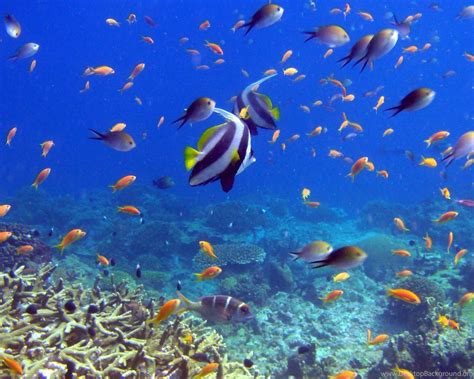Download Wallpapers 3840x2160 Fish Coral Underwater 4k