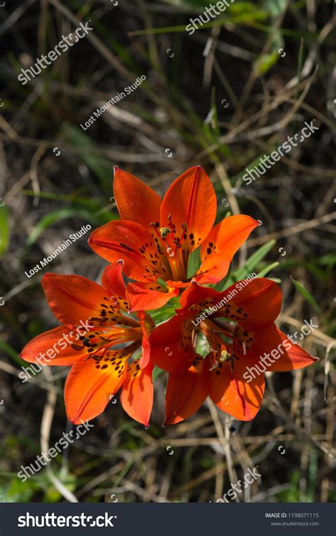 Saskatchewans Provincial Flower Western Red Lily Stock Photo Edit Now