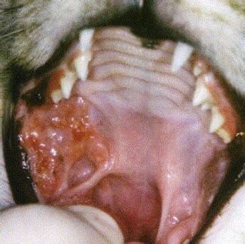 That's because many mouth cancers are found during routine dental appointments. Feline Oral Squamous Cell Carcinoma Fact Sheet - Davies ...
