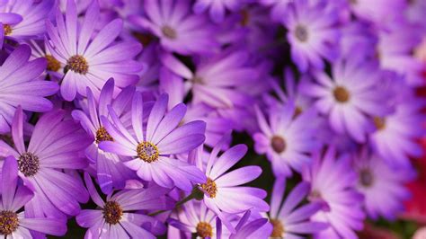 Bunch Of Spring Purple Flowers Hd Flowers Wallpapers Hd Wallpapers