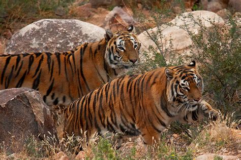 Tigers Two Walking Photograph By Buffaloworks Photography