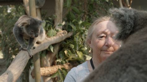 Koala Gardens Restoring Koala Habitat Youtube