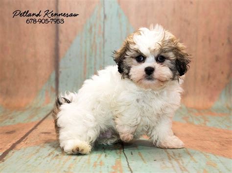 Order today with free shipping. 10 Things You Should Know About Shih Poo Puppies! - Petland Mall of Georgia