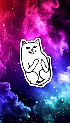 Find over 100+ of the best free middle finger images. Wallpaper | Middle-Finger Cat | aesthetics, covers ...