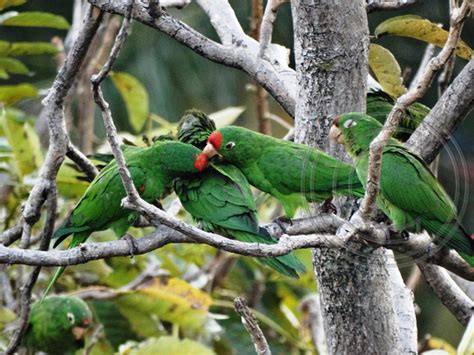 Paul Bartletts Photographs Crimson Fronted Parakeet Psittacara